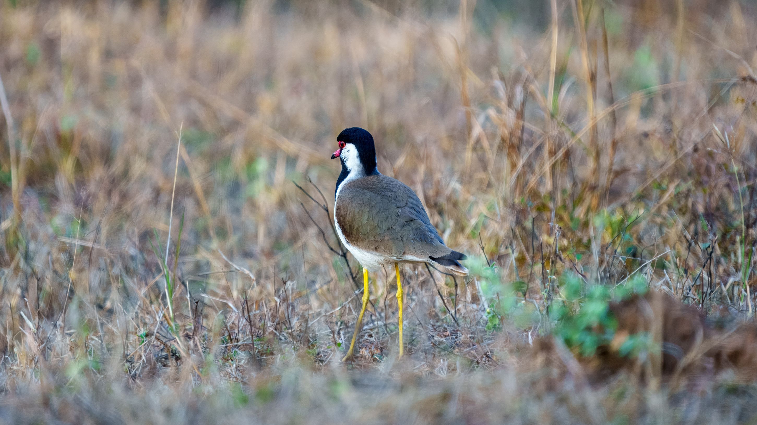 Rotlappen Kiebitz, Red-wattled Lapwing
Vanellus indicus. Kiebitze findet mal überall auf der Welt.